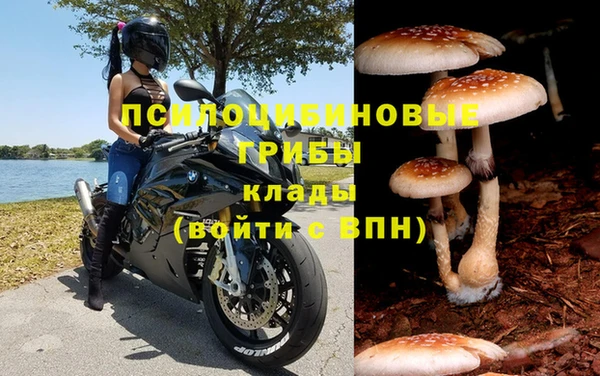 шишки Кодинск
