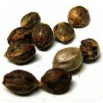 Семена марихуаны АК-47  (Seeds AK-47) в Любиме